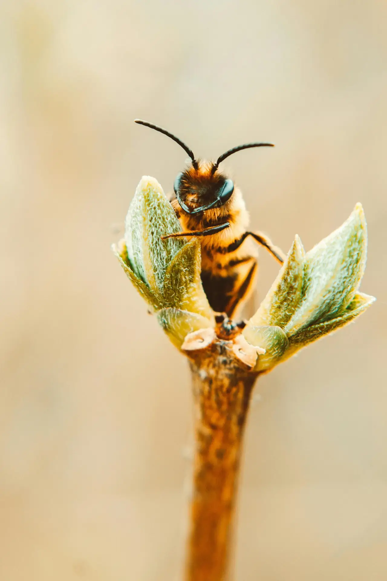 Detailed macro shot of a bee perched on a budding plant in springtime.