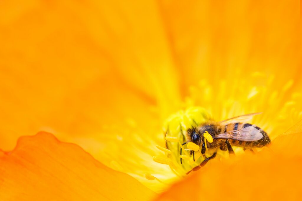 A detailed macro shot of a bee pollinating a bright orange flower, showcasing nature's beauty.