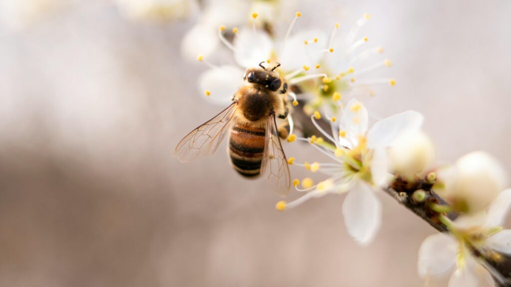 A honeybee pollinates delicate white blossoms, signaling spring's bloom.